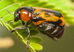 Peploptera