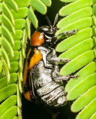 Peploptera