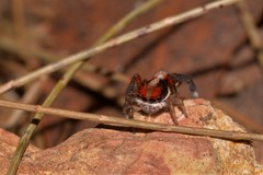 Maratus sylvestris