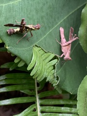 Erianthus versicolor