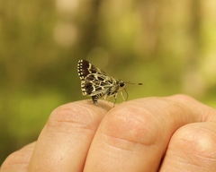 Amblyscirtes aesculapius