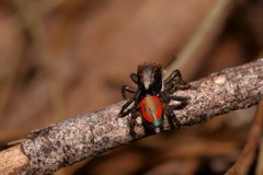 Maratus sylvestris