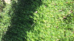 Carpobrotus deliciosus