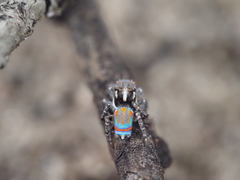 Maratus tasmanicus
