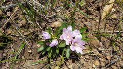 Lewisia brachycalyx