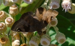 Arteurotia tractipennis tractipennis