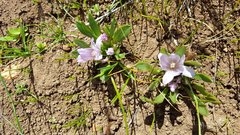 Lewisia brachycalyx