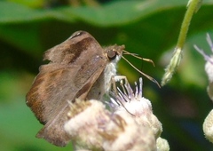 Arteurotia tractipennis tractipennis