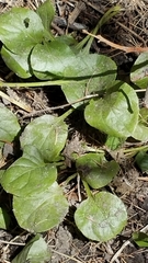 Pyrola asarifolia