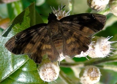Nisoniades bromias