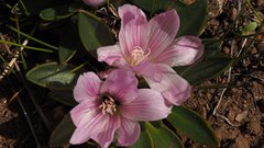 Lewisia brachycalyx