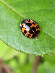 Harmonia axyridis