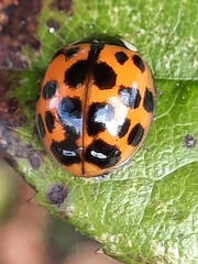 Harmonia axyridis