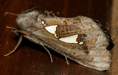 Antiophlebia bracteata