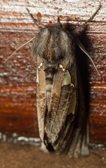 Antiophlebia bracteata