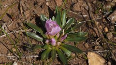 Lewisia brachycalyx