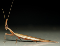 Pyrgomantis rhodesica