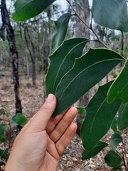 Acacia bancroftiorum