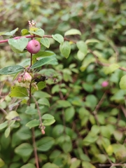 Symphoricarpos × chenaultii