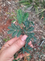 Acacia pustula