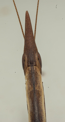 Pyrgomantis rhodesica