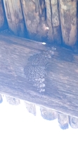 Hamadryas feronia