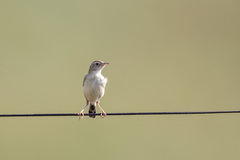 Cisticola textrix