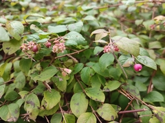 Symphoricarpos × chenaultii