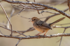 Cisticola aberrans
