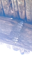 Hamadryas feronia