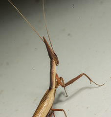 Pyrgomantis rhodesica