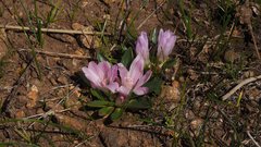 Lewisia brachycalyx