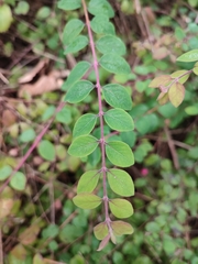 Symphoricarpos × chenaultii