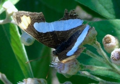 Adelpha iphicleola iphicleola