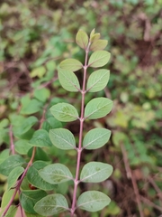 Symphoricarpos × chenaultii