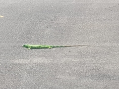 Iguana iguana
