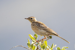 Anthus nicholsoni nicholsoni