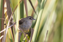 Bradypterus baboecala