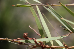Acacia baeuerlenii