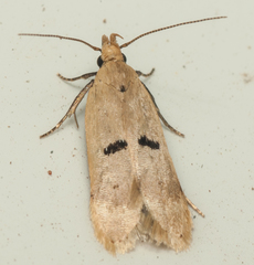 Dichomeris barathrodes