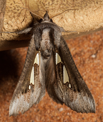 Antiophlebia bracteata