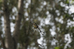 Trichonephila clavata