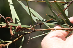 Acacia baeuerlenii