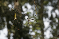 Trichonephila clavata
