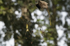 Trichonephila clavata