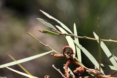 Acacia baeuerlenii