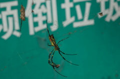 Trichonephila clavata