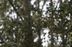 Trichonephila clavata