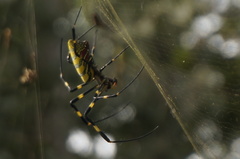 Trichonephila clavata