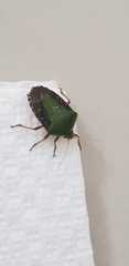 Pentatomidae